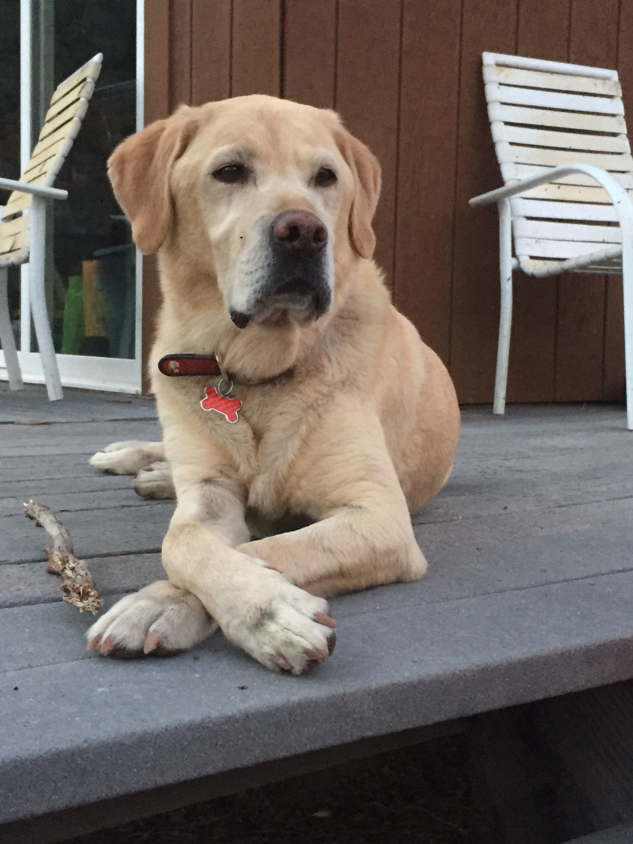 Pic of the Litter: Brewtus